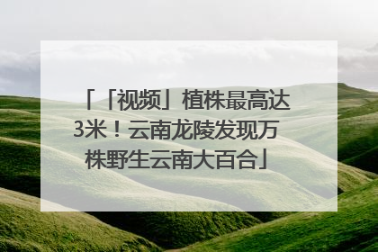 「视频」植株最高达3米！云南龙陵发现万株野生云南大百合