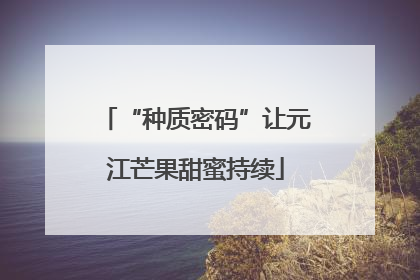 “种质密码”让元江芒果甜蜜持续