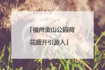 福州金山公园荷花盛开引游人