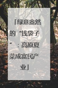 绿意盎然的“钱袋子”：高原夏菜成富民产业