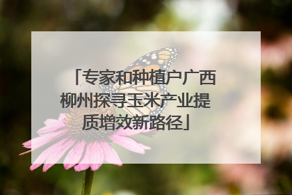 专家和种植户广西柳州探寻玉米产业提质增效新路径