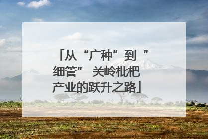 从“广种”到“细管” 关岭枇杷产业的跃升之路