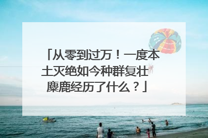 从零到过万！一度本土灭绝如今种群复壮 麋鹿经历了什么？