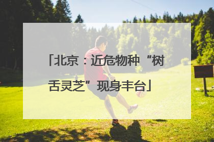 北京：近危物种“树舌灵芝”现身丰台