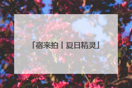宿来拍丨夏日精灵