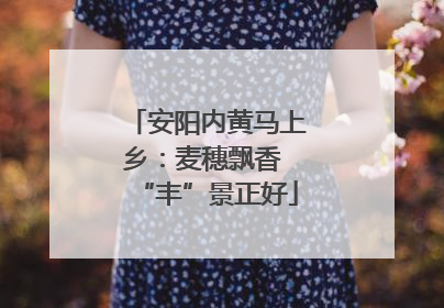 安阳内黄马上乡：麦穗飘香 “丰”景正好
