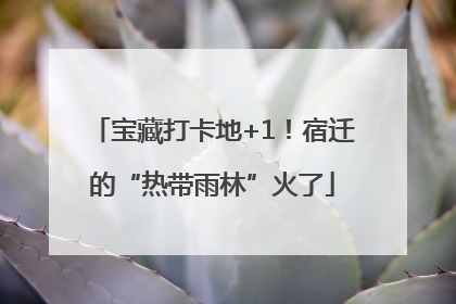 宝藏打卡地+1！宿迁的“热带雨林”火了