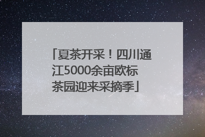 夏茶开采！四川通江5000余亩欧标茶园迎来采摘季