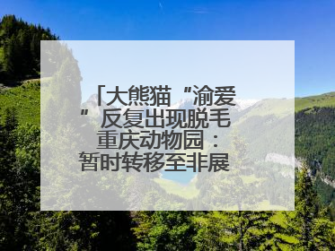 大熊猫“渝爱”反复出现脱毛 重庆动物园：暂时转移至非展示区静养治疗