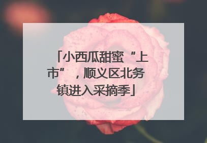 小西瓜甜蜜“上市”，顺义区北务镇进入采摘季