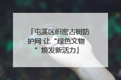 屯溪区织密古树防护网 让“绿色文物”焕发新活力