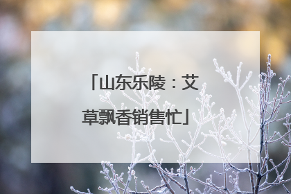 山东乐陵：艾草飘香销售忙