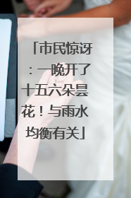 市民惊讶：一晚开了十五六朵昙花！与雨水均衡有关