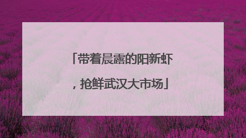 带着晨露的阳新虾，抢鲜武汉大市场