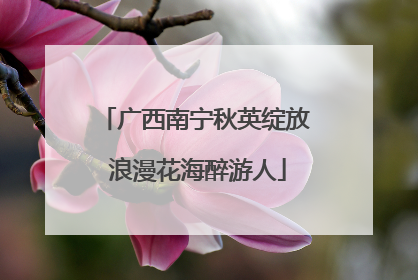 广西南宁秋英绽放 浪漫花海醉游人