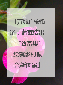 方城广安街道：蓝莓结出 “致富果” 绘就乡村振兴新图景