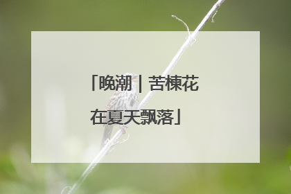 晚潮｜苦楝花在夏天飘落