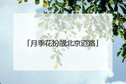 月季花扮靓北京道路