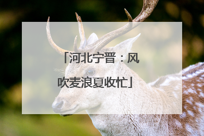 河北宁晋：风吹麦浪夏收忙