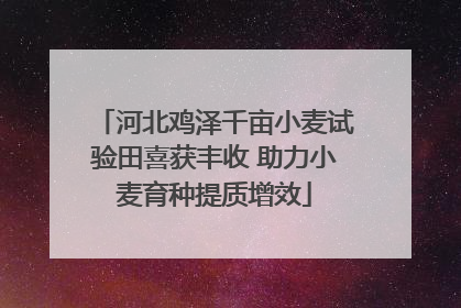 河北鸡泽千亩小麦试验田喜获丰收 助力小麦育种提质增效
