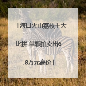 海口火山荔枝王大比拼 单颗拍卖出6.8万元高价