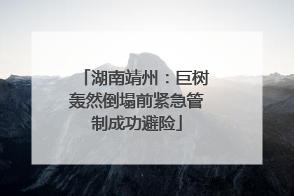湖南靖州：巨树轰然倒塌前紧急管制成功避险