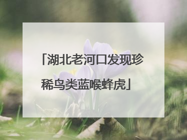 湖北老河口发现珍稀鸟类蓝喉蜂虎