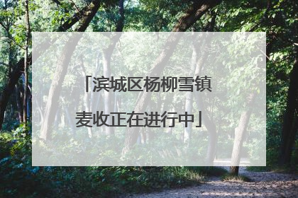 滨城区杨柳雪镇麦收正在进行中
