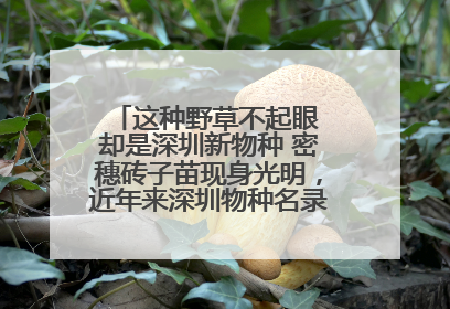 这种野草不起眼 却是深圳新物种 密穗砖子苗现身光明，近年来深圳物种名录不断刷新