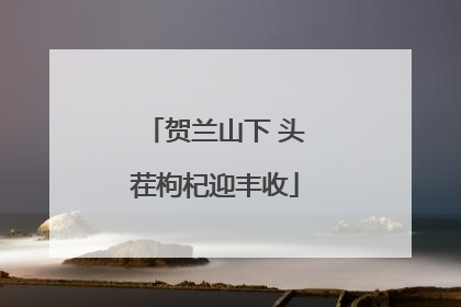 贺兰山下 头茬枸杞迎丰收